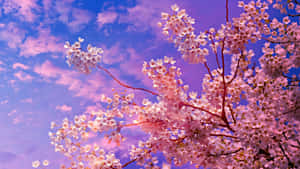 A Picturesque View Of A Sakura Blossom Tree In Full Bloom Wallpaper