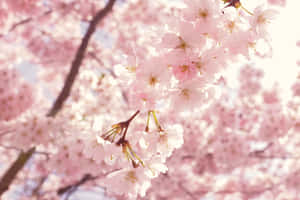 A Picturesque View Of A Sakura Blossom Tree In Spring Wallpaper