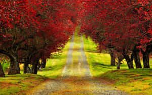 A Picturesque View Of Red Tree In All Its Glory. Wallpaper