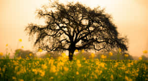 A Picturesque View Of Sun-kissed Spring Fields Wallpaper