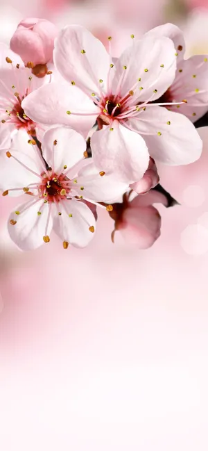 A Picturesque Waterfall Cascades Down Lush, Verdant Valley Walls. Wallpaper