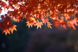 A Pile Of Brown Leaves Wallpaper