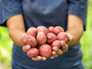 A Pile Of Fresh Red Potatoes Wallpaper