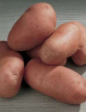 A Pile Of Fresh Red Potatoes Wallpaper