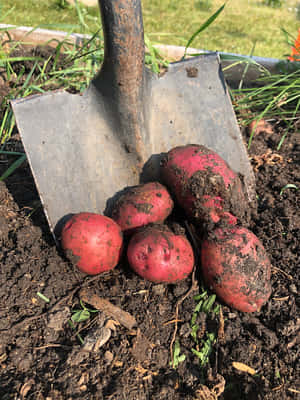 A Pile Of Fresh Red Potatoes Wallpaper