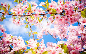 A Pink Cherry Blossom Tree Against A Blue Sky Wallpaper