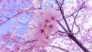 A Pink Cherry Blossom Tree With Blue Sky Wallpaper