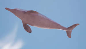 A Pink Dolphin Swims In The Ocean Along A Coral Reef Wallpaper