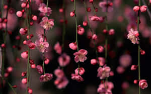 A Pink Flower Hangs From A Branch Wallpaper