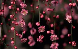 A Pink Flower Hangs From A Branch Wallpaper