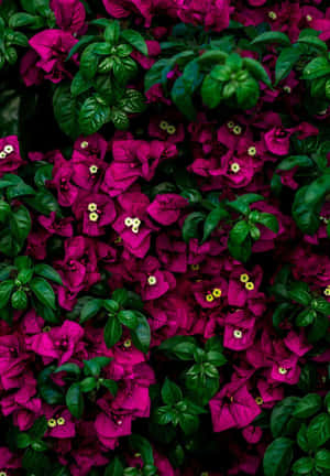 A Pink Flower Wallpaper