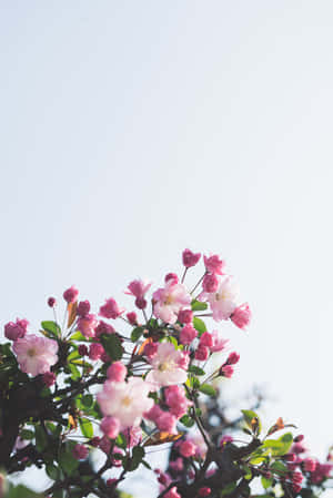 A Pink Flower Is Growing On A Tree Wallpaper