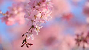 A Pink Flower Is Hanging From A Branch Wallpaper