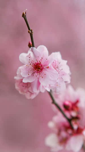 A Pink Flower Is On A Branch With A Pink Background Wallpaper