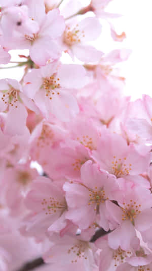 A Pink Flower Is On A Branch Wallpaper