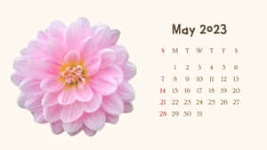 A Pink Flower Is On A White Background Wallpaper