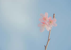 A Pink Flower On A Branch Wallpaper