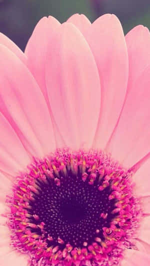 A Pink Flower With A Center Of White Wallpaper