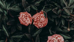 A Pink Flower With Leaves On It Wallpaper