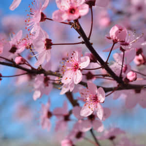 A Pink Flowering Tree Wallpaper