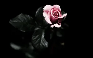 A Pink Rose Is Shown In The Dark Wallpaper