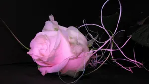 A Pink Rose With A Pink Light Shining On It Wallpaper