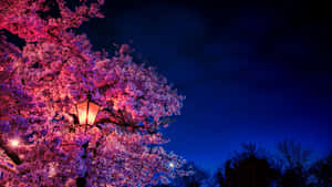 A Pink Tree With A Lamp Post Wallpaper