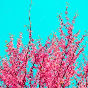 A Pink Tree With Pink Flowers Wallpaper