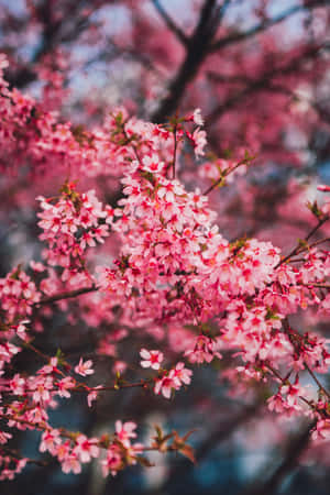 A Pink Tree With Pink Flowers In The Background Wallpaper