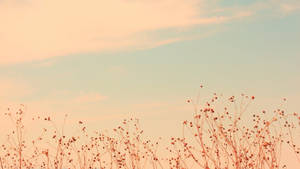 A Plane Flying Over A Field Of Grass Wallpaper