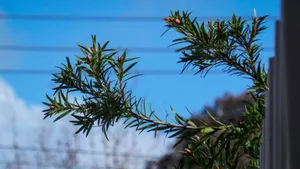 A Plant Eager To Grow Wallpaper