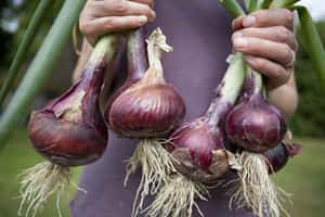 A Platter Of Freshly Harvested Purple Onions Wallpaper