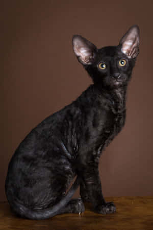 A Playful Cornish Rex Relaxing On A Sofa Wallpaper