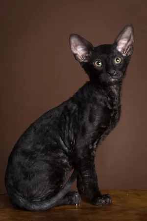 A Playful Cornish Rex Relaxing On A Sofa Wallpaper