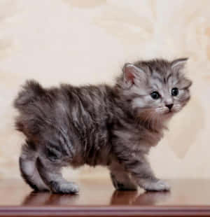 A Playful Kurilian Bobtail Cat In Action Wallpaper