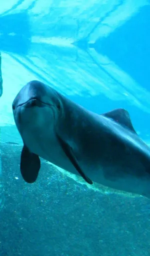 A Playful Porpoise In The Vast Ocean Wallpaper