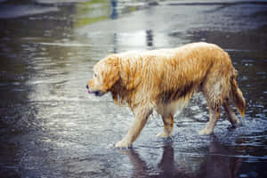 A Playful Soaked Pooch Enjoys Outdoor Fun Wallpaper