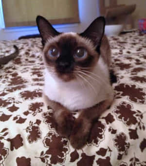 A Playful Toybob Kitten Relaxes On The Floor Wallpaper