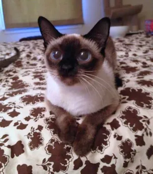 A Playful Toybob Kitten Relaxes On The Floor Wallpaper