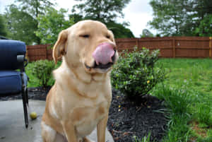 A Playful Yellow Labrador Joyfully Poses Outdoors Wallpaper