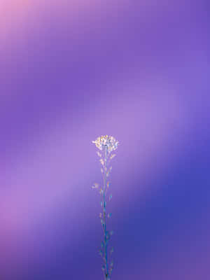 A Playfully Cute Light Purple Background Wallpaper