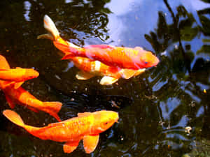 A Pond And Magical Koi Wallpaper