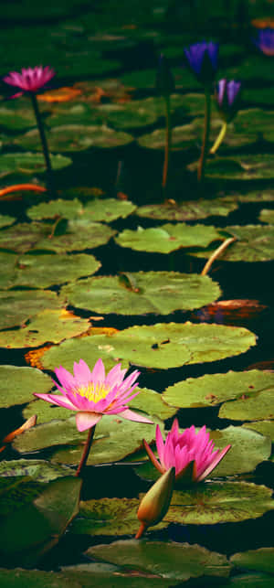 A Pond With A Lot Of Water Lilies Wallpaper