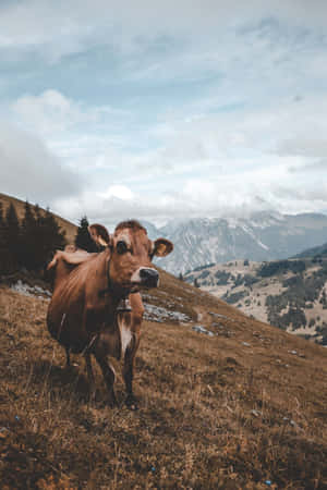 A Portrait Of A Brown Cow Wallpaper