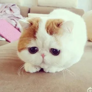 A Portrait Of A Cutely Solemn Exotic Shorthair Cat With Soulful, Sad Eyes. Wallpaper