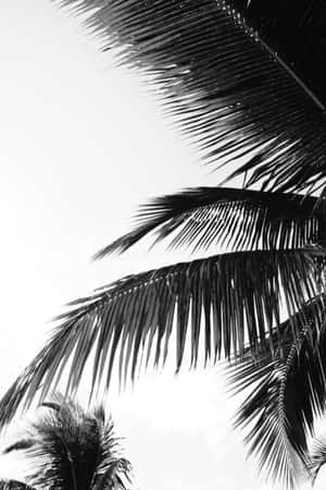 A Powerful Silhouette Of A Palm Tree In A Stunning Black And White Photograph Wallpaper