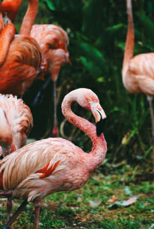 A Precious Moment Captured Between A Flamingo And Iphone. Wallpaper