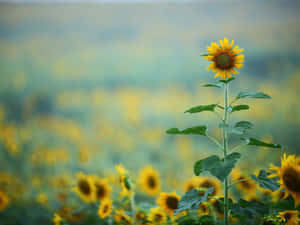 A Pristine Beach Landscape Of White Sand And Turquoise Water Wallpaper