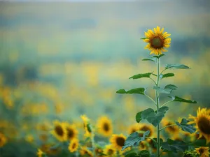 A Pristine Beach Landscape Of White Sand And Turquoise Water Wallpaper