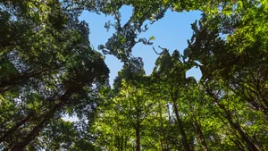 A Pristine, Green Forest Exuding Serenity And Biodiversity Wallpaper